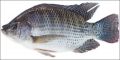 Tilapia1