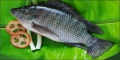 Tilapia7